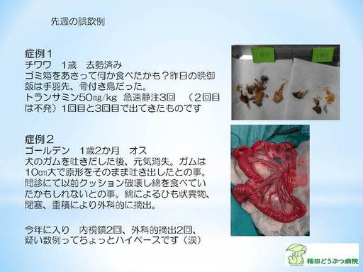 1月末の症例.jpg